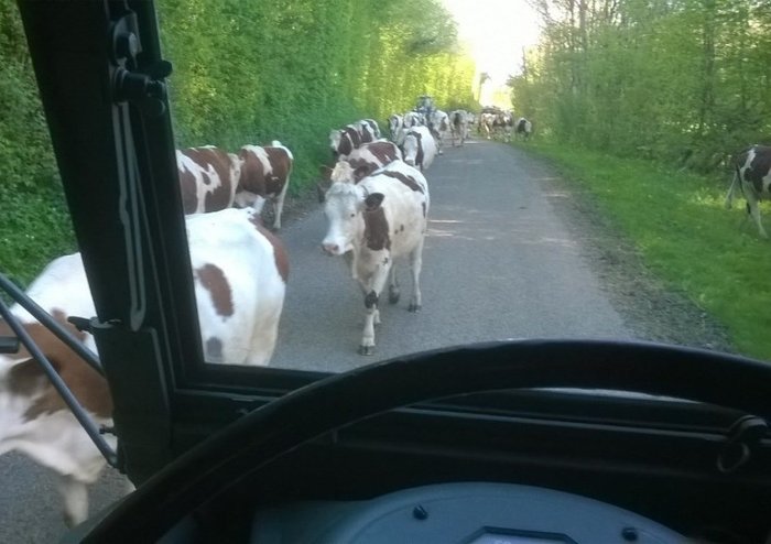 R2087 et vaches avril 2014.jpg