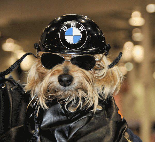 moto-chien-bmw-fan.jpg