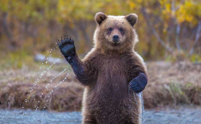 l'ours.jpg