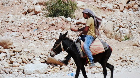 139263028-meneur-d'ane-petra-jordanie-bedouin-les-7-nouvelles-merveilles-du-monde.jpg
