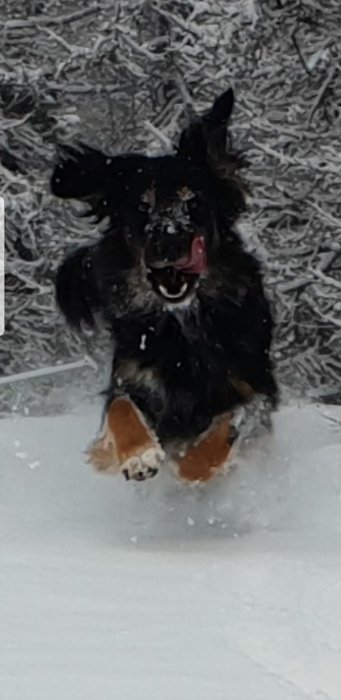 Screenshot_20190131-163259_Gallery.jpg
