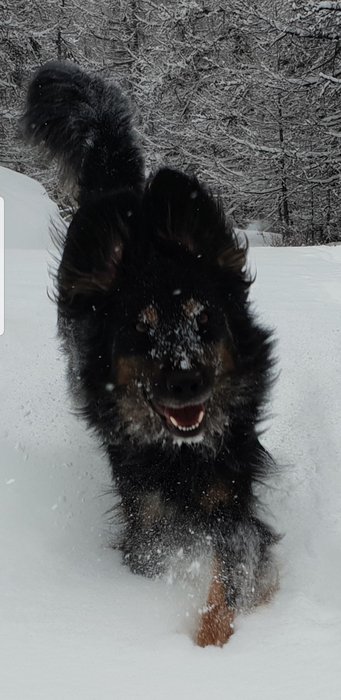 Screenshot_20190131-163153_Gallery.jpg