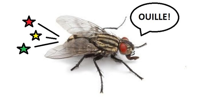 Fliege.jpg
