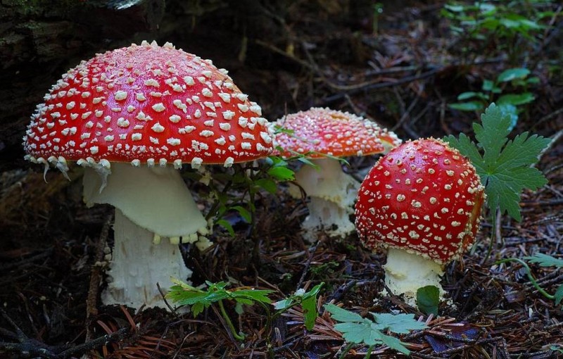 Amanita-muscaria.jpg