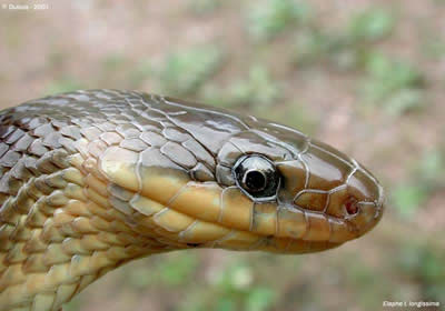 ElapheLongissima1.jpg