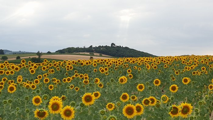 20200801_193359.jpg