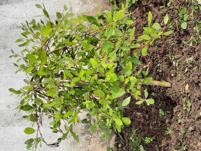 l'arbre des zozos.jpg