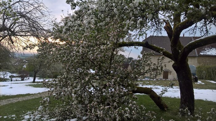 Pommier  3 avril 2022.jpg