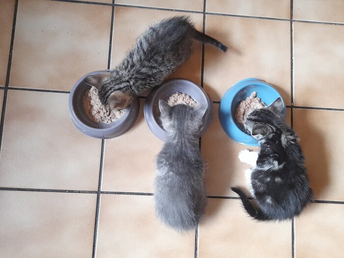 Tom Taz et Tina.jpg