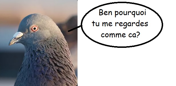 Pigeon 01.jpg