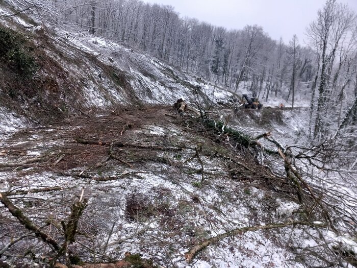 Arbres mardi 9 janvier 2024 au soir.jpg