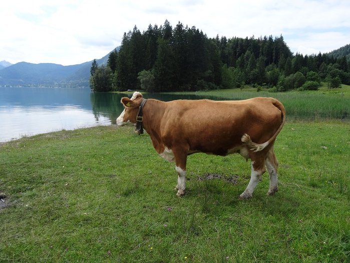 Walchensee 03.jpg